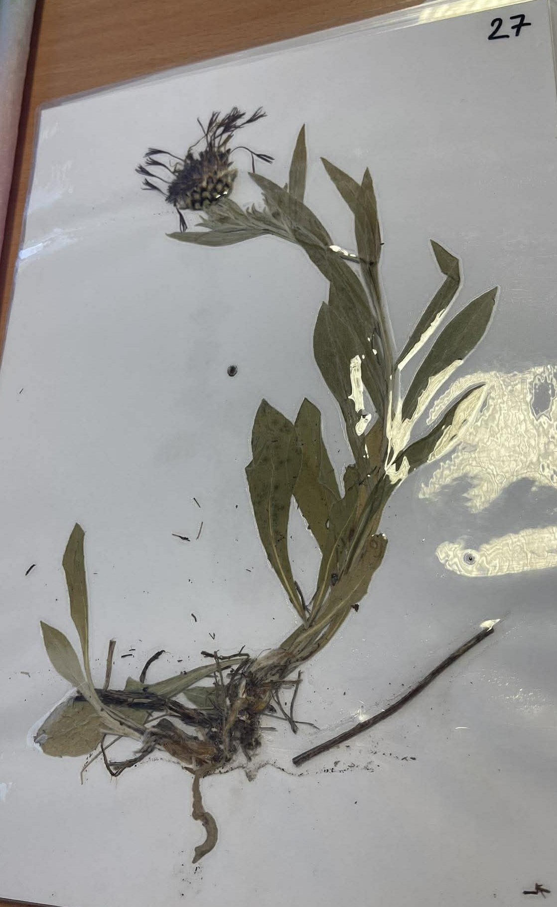 Rastlina Centaurea montana